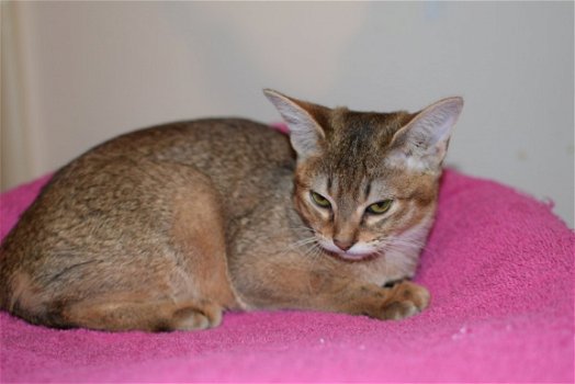 Chausie Vrouw - 1