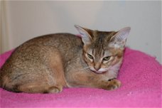 Chausie Vrouw