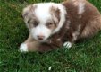 Australische Sheperd-puppy's - 1 - Thumbnail