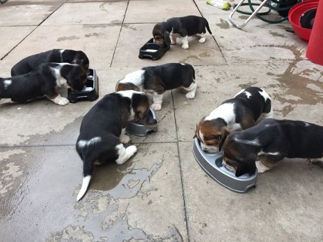 Kc Basset Hound puppy's - 1