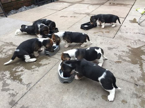 Kc Basset Hound puppy's - 2