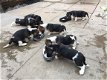 Kc Basset Hound puppy's - 2 - Thumbnail