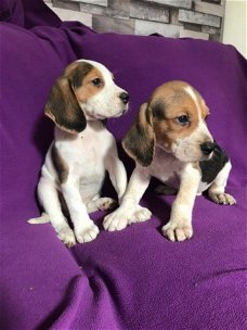 Prachtige Beagle-puppy's zijn nu klaar