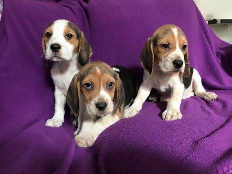 Prachtige Beagle-puppy's zijn nu klaar - 2
