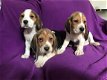Prachtige Beagle-puppy's zijn nu klaar - 2 - Thumbnail