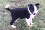 Pups van het ras Pure Bearded Collies - 1