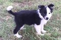 Pups van het ras Pure Bearded Collies - 1 - Thumbnail