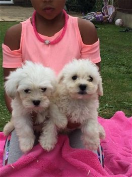 Bichon Frise puppies Kc Geregistreerd - 1