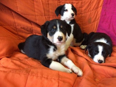 Border collie-puppy's voor adoptie - 1