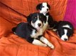 Border collie-puppy's voor adoptie - 1 - Thumbnail