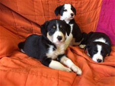Border collie-puppy's voor adoptie