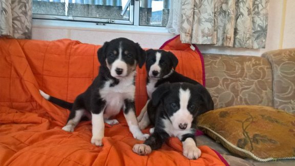 Border collie-puppy's voor adoptie - 2