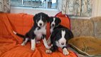 Border collie-puppy's voor adoptie - 2 - Thumbnail