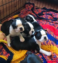 Puppy van Boston Terrier