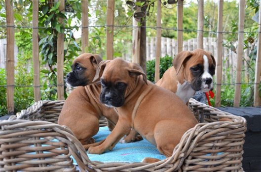 Prachtige stamboom Boxer puppy's - 1