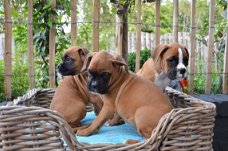 Prachtige stamboom Boxer puppy's