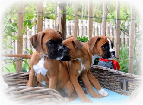 Prachtige stamboom Boxer puppy's - 2