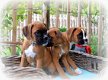 Prachtige stamboom Boxer puppy's - 2 - Thumbnail