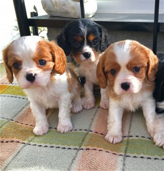 Verbluffende kwaliteit Cavalier King Charles-puppy's - 1