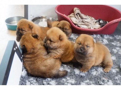 Mooie Chow Chow-puppy's - 1