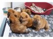 Mooie Chow Chow-puppy's - 1 - Thumbnail