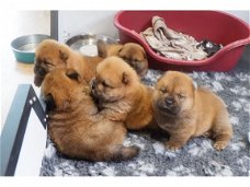 Mooie Chow Chow-puppy's