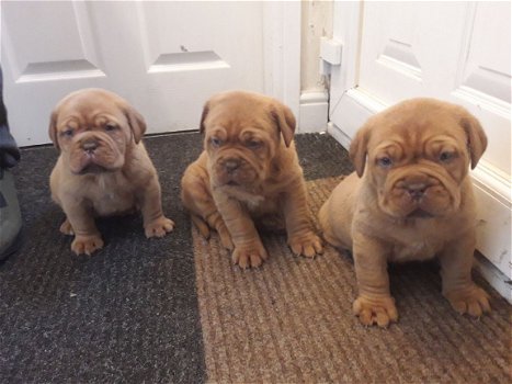 Dogue De Bordeaux puppy's - 1