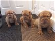 Dogue De Bordeaux puppy's - 1 - Thumbnail