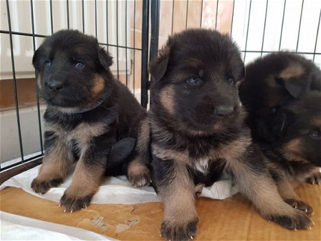 Duitse Herder puppy's - 1