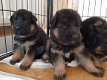 Duitse Herder puppy's - 1 - Thumbnail