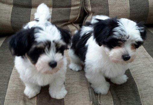 pure Havanezer puppy's voor adoptie - 1