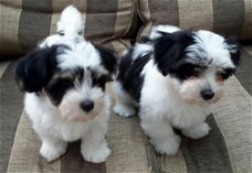pure Havanezer puppy's voor adoptie