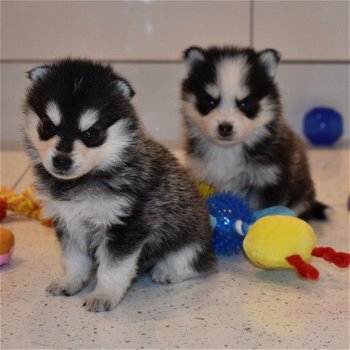 Prachtige F1 Pomsky-puppy's te koop - 1