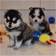 Prachtige F1 Pomsky-puppy's te koop - 1 - Thumbnail