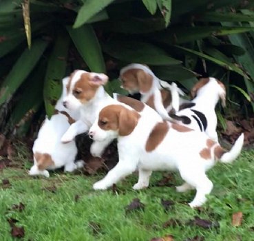 Mooie Jack Russells-puppy's - 1