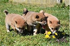 Japanse Shiba Inu-puppy's