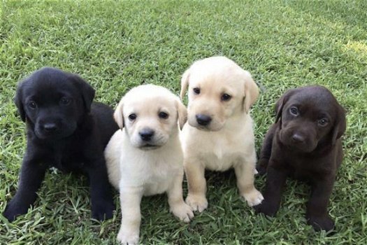 Leuke schattige Labrador puppies - 1