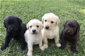 Leuke schattige Labrador puppies - 1 - Thumbnail