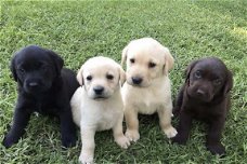 Leuke schattige Labrador puppies