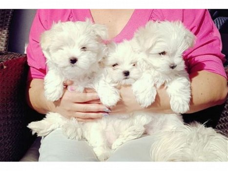 Schitterende Kc Reg Maltese puppy's - 1