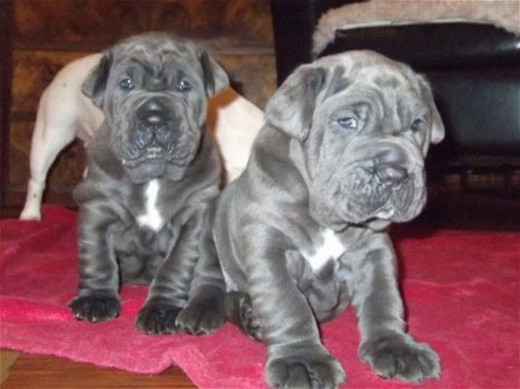 Overweldigende Mastiff-puppy's - 1