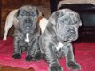 Overweldigende Mastiff-puppy's - 1 - Thumbnail