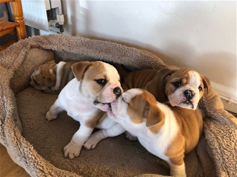 Prachtige Kc Engelse bulldog puppy's - 1