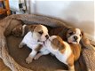 Prachtige Kc Engelse bulldog puppy's - 1 - Thumbnail