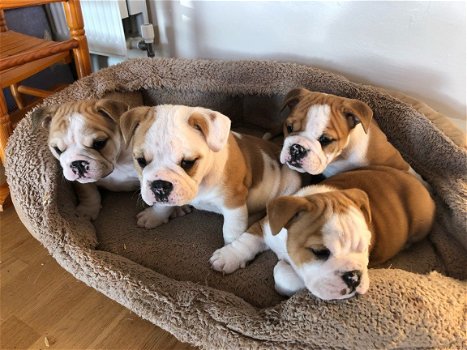 Prachtige Kc Engelse bulldog puppy's - 2