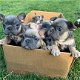 Kwaliteits Franse Franse Bulldogs-puppy's - 1 - Thumbnail