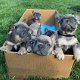 Kwaliteits Franse Franse Bulldogs-puppy's - 2 - Thumbnail