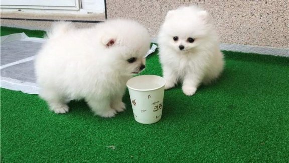 monteren schraper Marty Fielding Mooie Witte Pomeranian Pups