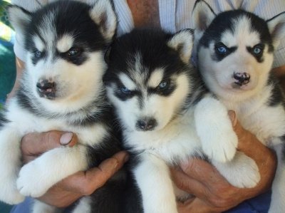 Prachtige pure Siberische husky-puppy's - 1