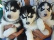 Prachtige pure Siberische husky-puppy's - 1 - Thumbnail